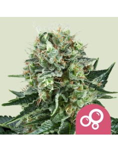 Bubble Kush (Royal Queen Seeds) Feminized Seeds | On Sale!