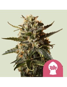 Bubblegum XL (Royal Queen Seeds) Feminized Seeds | On Sale!