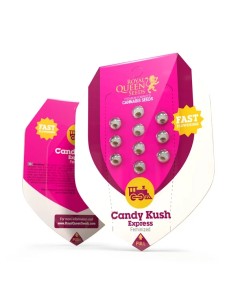 Candy Kush Express von Royal Queen Seeds Hanfsamen | Oaseeds 2