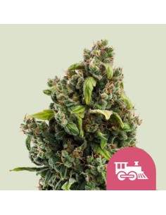 Candy Kush Express (Fast version) (Royal Queen Seeds)