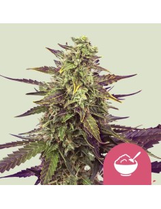 Cereal Milk (Royal Queen Seeds)