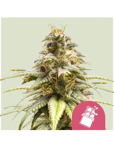 Chocolate Haze (Royal Queen Seeds) Feminized Seeds - Oaseeds