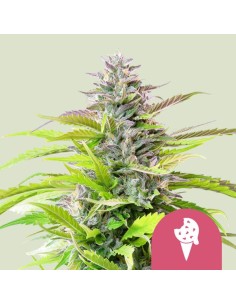 Cookies Gelato (Royal Queen Seeds) Feminized Seeds - Oaseeds