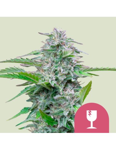 Critical (Royal Queen Seeds) Feminized Seeds | Up To 30% Off