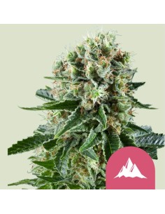 Critical Kush (Royal Queen Seeds) Feminized Seeds | On Sale!