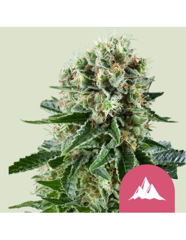 Critical Kush von Royal Queen Seeds Hanfsamen | Oaseeds