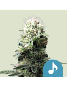 Dance World CBD (Royal Queen Seeds) Feminized Seeds