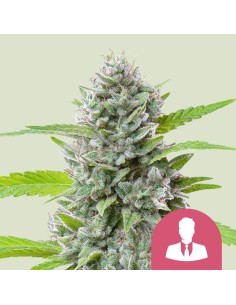 El Patron (Royal Queen Seeds) Feminized Seeds | On Sale!