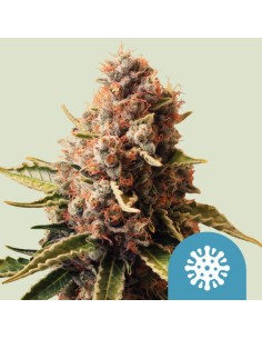 Euphoria (Royal Queen Seeds) Semi CBD | Offre Spéciale