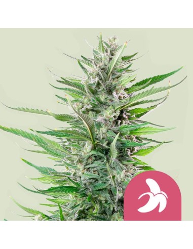 Fat Banana (Royal Queen Seeds) Feminized Seeds | On Sale!