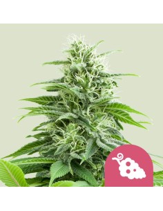 Fruit Spirit (Royal Queen Seeds) Feminized Seeds | On Sale!