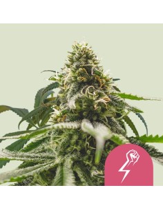 Green Crack Punch (Royal Queen Seeds) Feminized Seeds