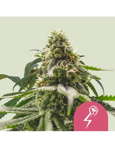 Acheter Green Crack Punch de Royal Queen Seeds - Oaseeds