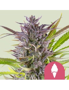 Green Gelato (Royal Queen Seeds) Semi Femminizzati