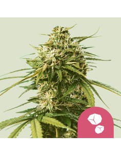 Gushers (Royal Queen Seeds)