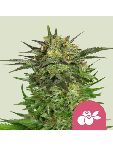 Haze Berry (Royal Queen Seeds) Semi di Cannabis Femminizzati