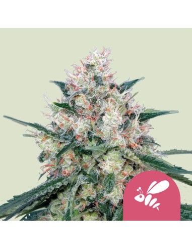 Honey Cream Fast Flowering (Royal Queen Seeds) Feminizadas