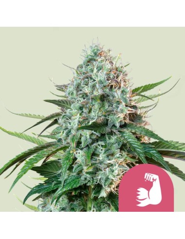 HulkBerry (Royal Queen Seeds) Feminized Seeds | On Sale!