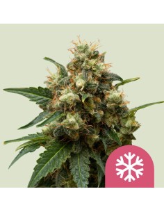 Ice (Royal Queen Seeds) Feminized Seeds | Up To 30% Off