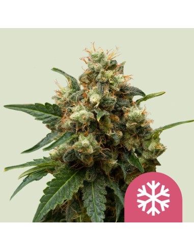 Ice (Royal Queen Seeds) Semi di Cannabis Femminizzati