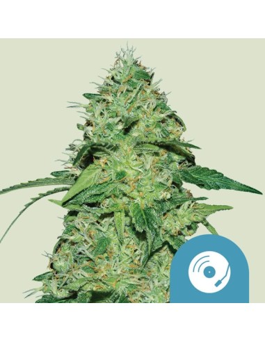 Joanne's CBD von Royal Queen Seeds Hanfsamen | Oaseeds