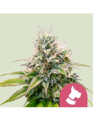 Kali Dog (Royal Queen Seeds) Feminized Seeds | Up To 30% Off