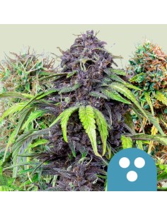 Medical Mix CBD von Royal Queen Seeds Hanfsamen | Oaseeds