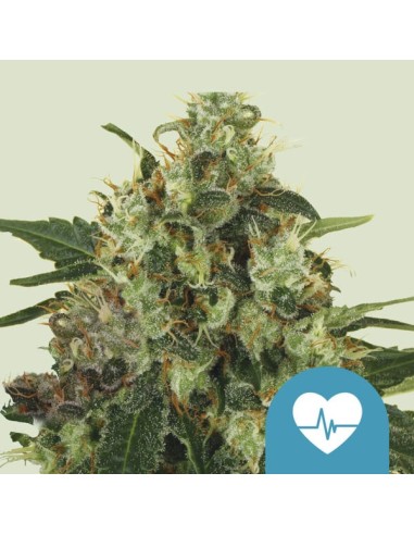 Medical Mass CBD (Royal Queen Seeds) Semillas Feminizadas