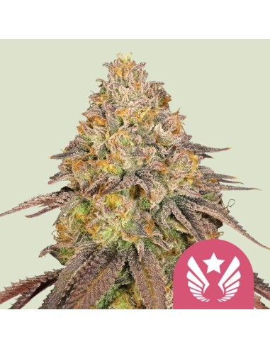 Legendary OG Punch (Royal Queen Seeds) Semillas Feminizadas