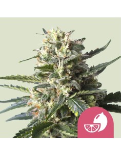 Lemon Shining Silver Haze (Royal Queen Seeds) Feminized