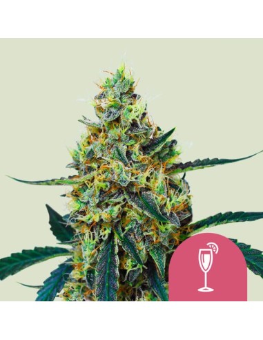 Mimosa (Royal Queen Seeds) Semillas Feminizadas | ¡Oferta!