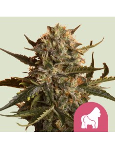 Mother Gorilla (Royal Queen Seeds) Feminized Seeds - Oaseeds