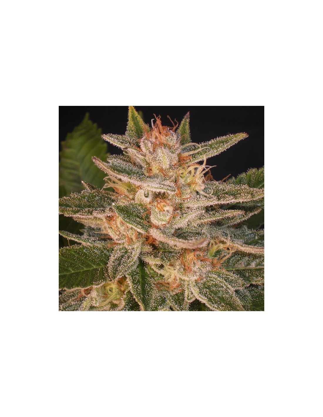 Delicious Candy (Delicious Seeds) Feminized Seeds | On Sale!