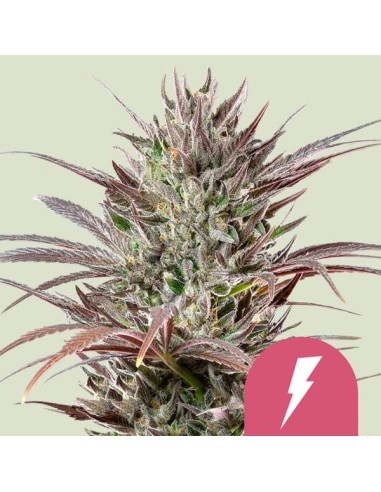 North Thunderfuck (Royal Queen Seeds) Feminized Seeds