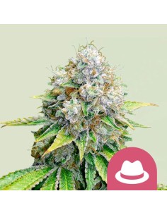 OG Kush (Royal Queen Seeds) Feminized Seeds | Up To 30% Off
