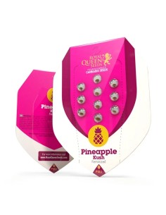 Pineapple Kush (Royal Queen Seeds) Feminized Seeds - Oaseeds 2