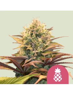 Pineapple Kush (Royal Queen Seeds) Feminized Seeds - Oaseeds