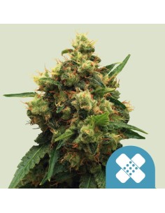 Painkiller XL (Royal Queen Seeds) CBD Seeds | Up To 30% Off
