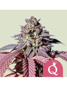 Purple Queen (Royal Queen Seeds) Feminized Seeds | On Sale!