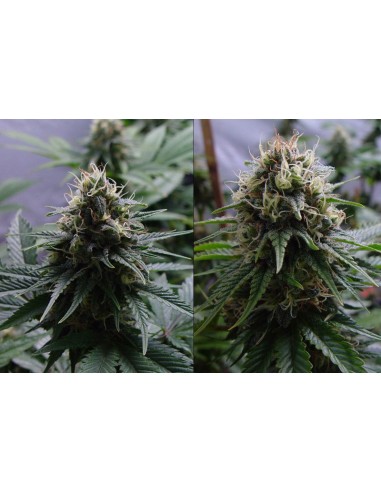 Buy Yummy from Resin Seeds - Oaseeds