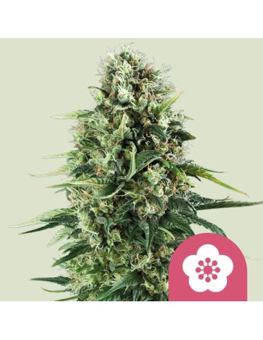 Power Flower (Royal Queen Seeds) Feminized Seeds | On Sale!