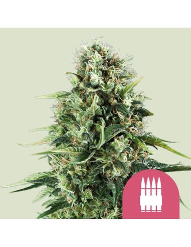 Royal AK (Royal Queen Seeds) Feminized Seeds | Up To 30% Off