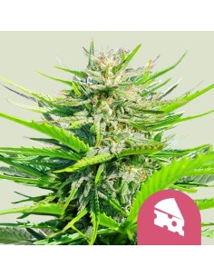 Royal Cheese (Fast Version) (Royal Queen Seeds) Feminized