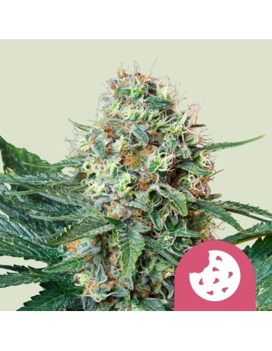 Royal Cookies (Royal Queen Seeds) Semillas Feminizadas