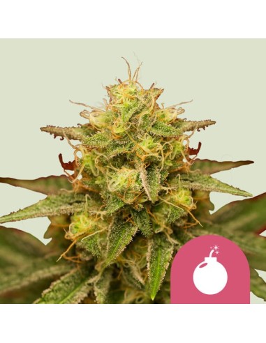 Royal Domina (Royal Queen Seeds) Feminized Seeds | On Sale!