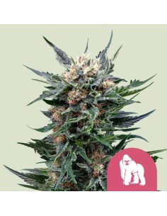 Royal Gorilla (Royal Queen Seeds) Feminized Seeds | On Sale!