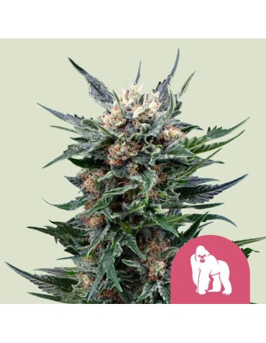 Royal Gorilla (Royal Queen Seeds) Feminized Seeds | On Sale!