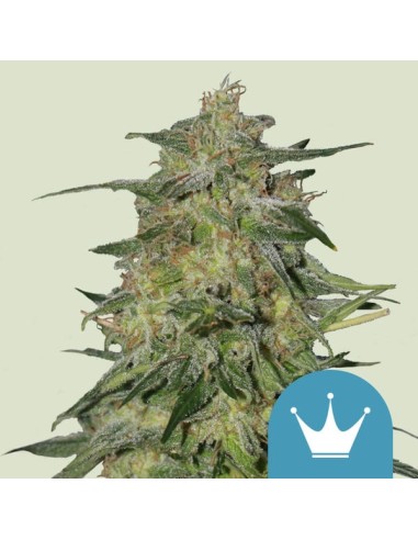 Royal Highness (Royal Queen Seeds) Feminized Seeds - Oaseeds