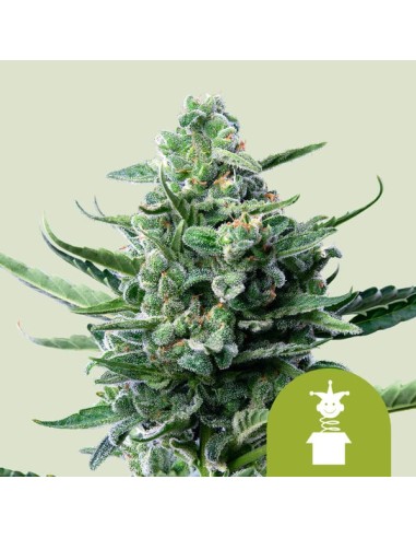 Royal Jack Automatic (Royal Queen Seeds) Autoflowering Seeds