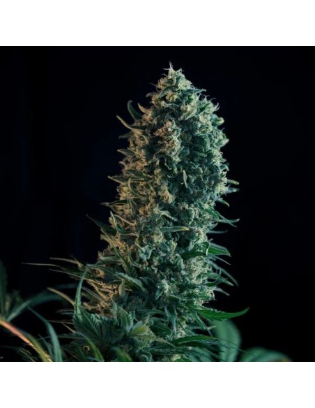 Royal Medic (Royal Queen Seeds) Semi Femminizzati - Oaseeds